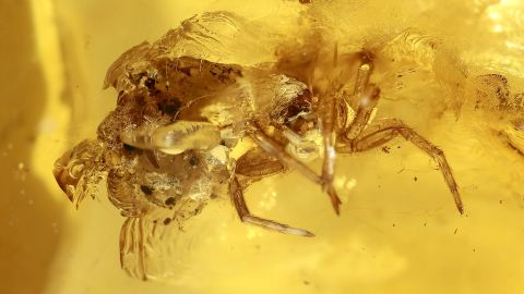 Spinne mit Kokon als Einschluss im Bernstein