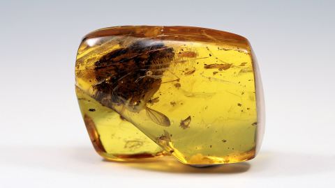 Knospe mit Stiel und Fliege als Inklusen im Bernstein