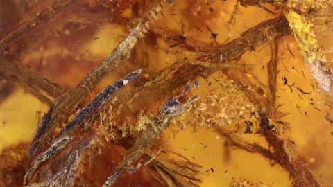 Große Nagespäne als Inklusen im Baltischen Bernstein