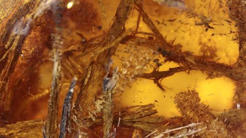 Nagespäne Holzfasern im Bernstein