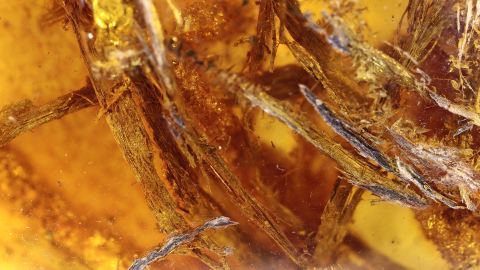 Nagespäne als Einschlüsse im Bernstein