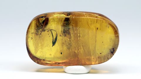 2 Köcherfliegen als Inklusen, Köcherfliegen und ein pflanzlicher Einschluss im Baltischen Bernstein