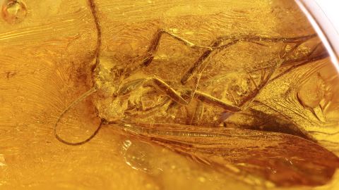 Köcherfliegen im Baltischen Bernstein