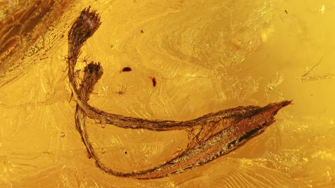 pflanzlicher Einschluss im Baltischen Bernstein