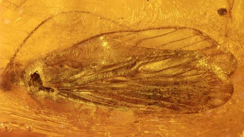 Köcherfliegen im Baltischen Bernstein