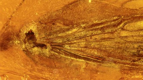 2 Köcherfliegen von anderen Insekten angeknabbert als Inklusen im Bernstein