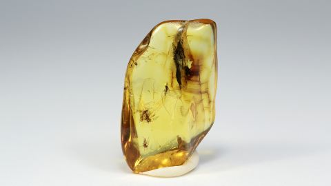 Mücken im Bernstein