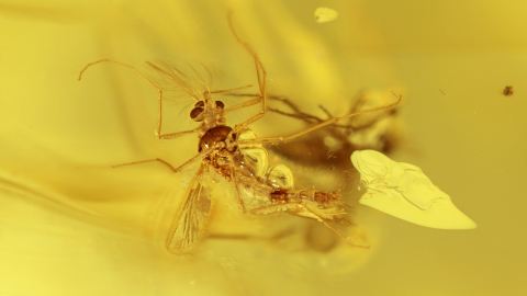 Mücken als Inklusen