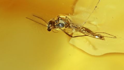 Mücken im Baltischen Bernstein