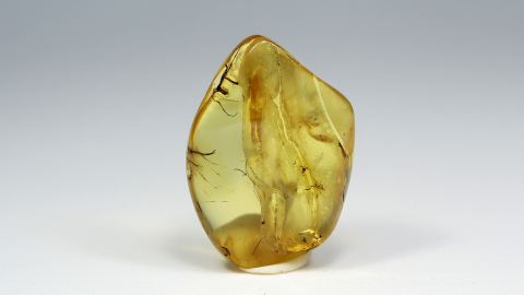 große und kleine Mücke im Bernstein