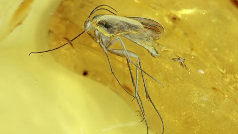 große und kleine Mücke als Einschlüsse im Bernstein