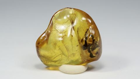 Springspinne als Bernstein Einschluss