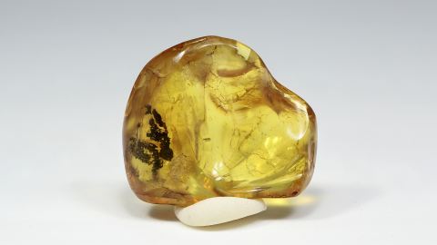 Kleine Spinne im Baltischen Bernstein