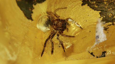 Kleine Spinne im Bernstein