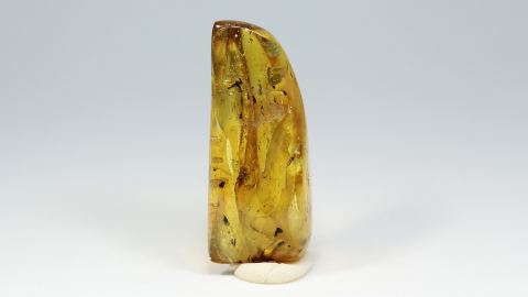 Langbeinfliege als Einschluss