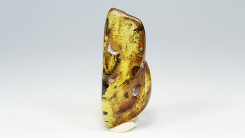 Mehrere Ameisen als Inklusen