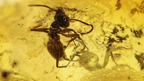 Ameisen als Inklusen im Bernstein