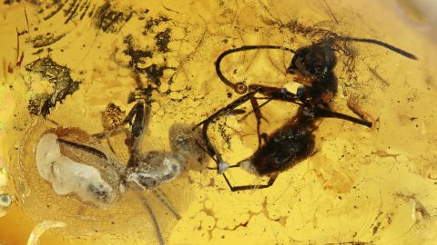 Ameisen als Einschlüsse im Baltischen Bernstein