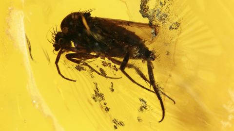 Fliege als Inkluse