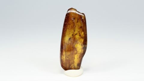 Mücken im Bernstein