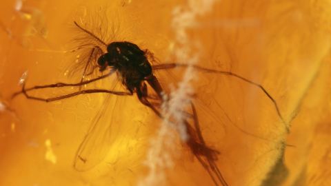 Mücken im Baltischen Bernstein