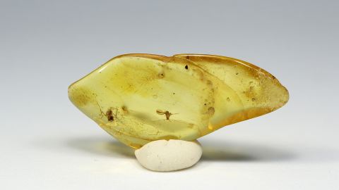 Fliege als Einschluss