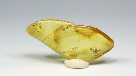 Spinne als Inklusen im Bernstein