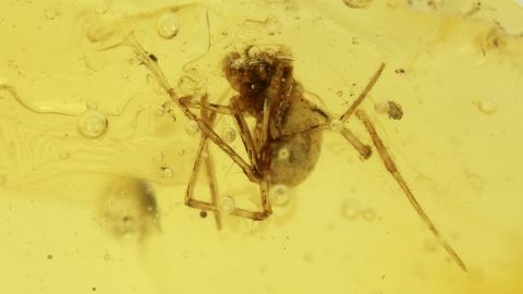 Spinne im Baltischen Bernstein