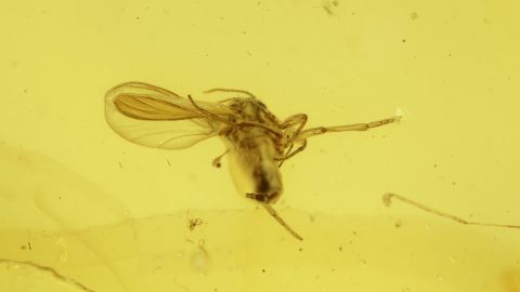 Einschlüsse im Bernstein