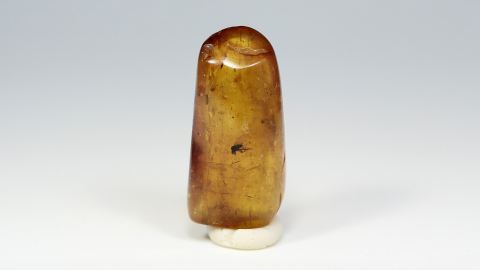 Fliege als Einschluss