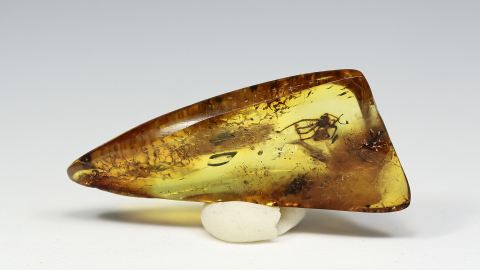 Spinne als Einschluss im Bernstein