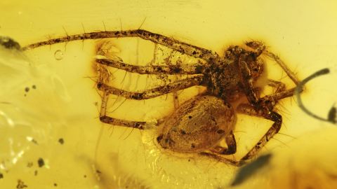 Spinne als Inkluse im Baltischen Bernstein