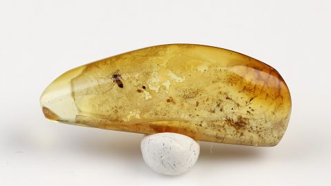 Rindenlauslarve als Einschluss im Baltischen Bernstein