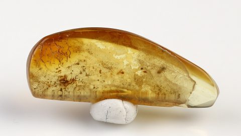 Baumlauslarve im Bernstein