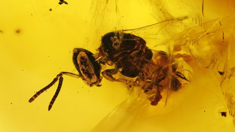 Biene als Einschluss im Dominikanischen Bernstein