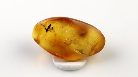 Mücke im Bernstein