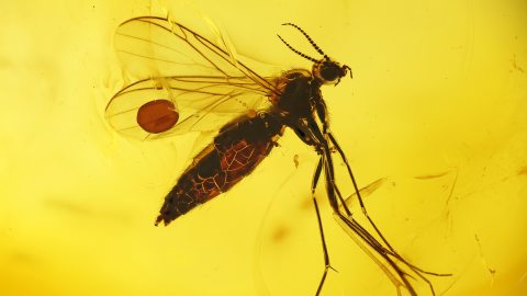 Mücke als Einschluss im Baltischen Bernstein