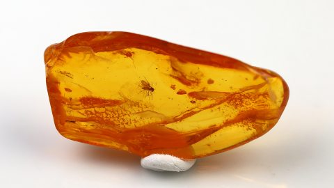 Bernstein mit Mücke