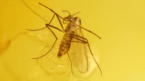 Bernstein mit einer Mücke als Inkluse