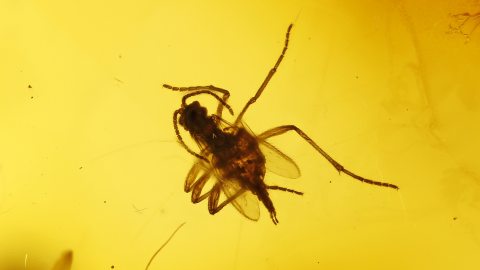 Bernstein mit mehreren Insekten als Einschlüsse