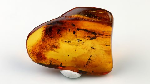 Mücken im Baltischen Bernstein