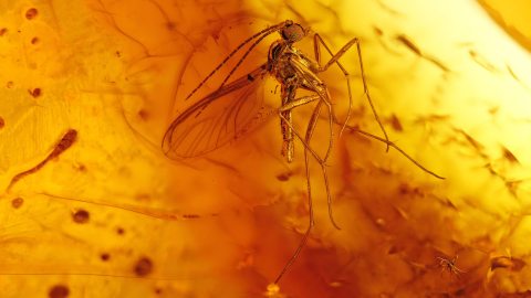 Bernstein mit Mücken