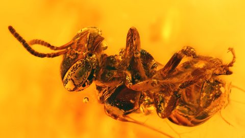 Biene als Inkluse im Bernstein