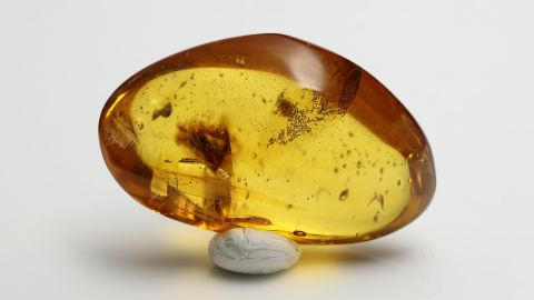 stachellose Biene als Einschluss im Dominikanischen Bernstein