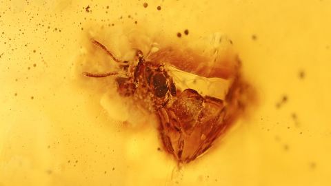 Biene als Inkluse im Bernstein