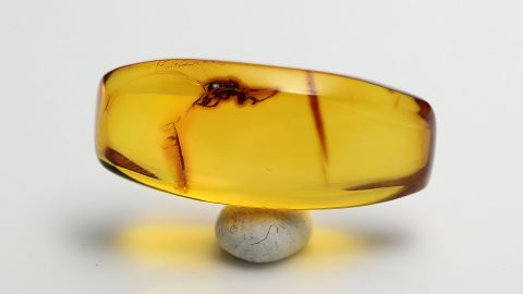 Biene als Einschluss im Bernstein