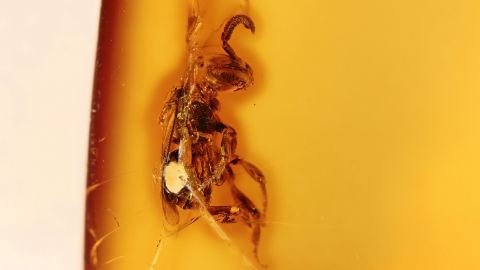 Biene als Inkluse im Bernstein