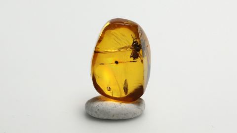 Biene als Einschluss im Bernstein