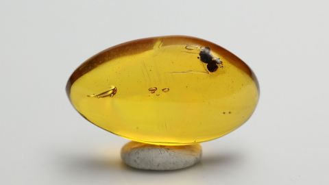 stachellose Biene als Einschluss im Dominikanischen Bernstein