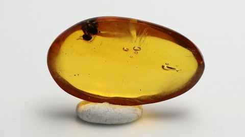 Biene als Inkluse im Bernstein